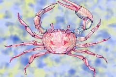 Pink-Crab